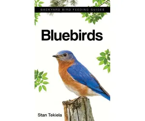 Bluebirds