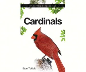 Cardinals